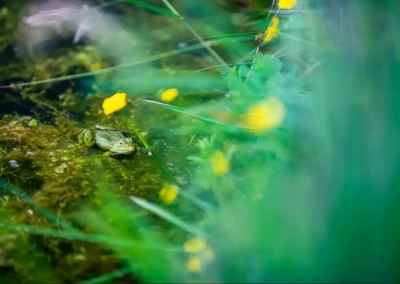 Une grenouille verte est posée sur de la mousse entourée de fleurs jaunes et de feuilles vertes floues.