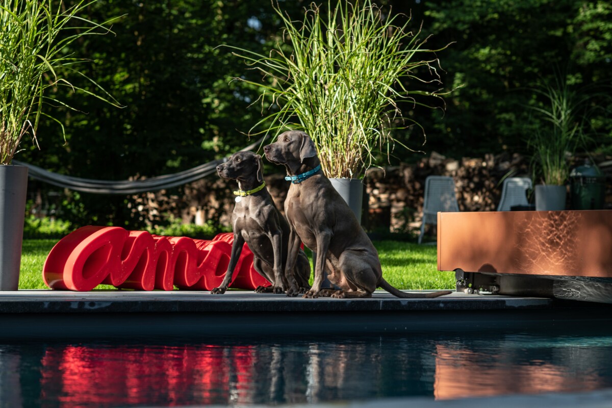 Deux chiens assis près d'une piscine, entourés de plantes vertes et d'un mot rouge en arrière-plan.