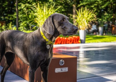 Un chien gris avec un collier jaune se tient sur une terrasse ensoleillée près d'une piscine, entourée de verdure.