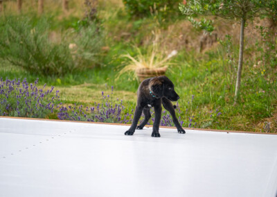 Jeune chien noir marchant en toute sécurité sur la couverture automatique fermée d’une piscine, entourée de lavandes.